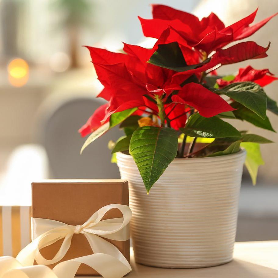 Home Care Tips For Your Poinsettias