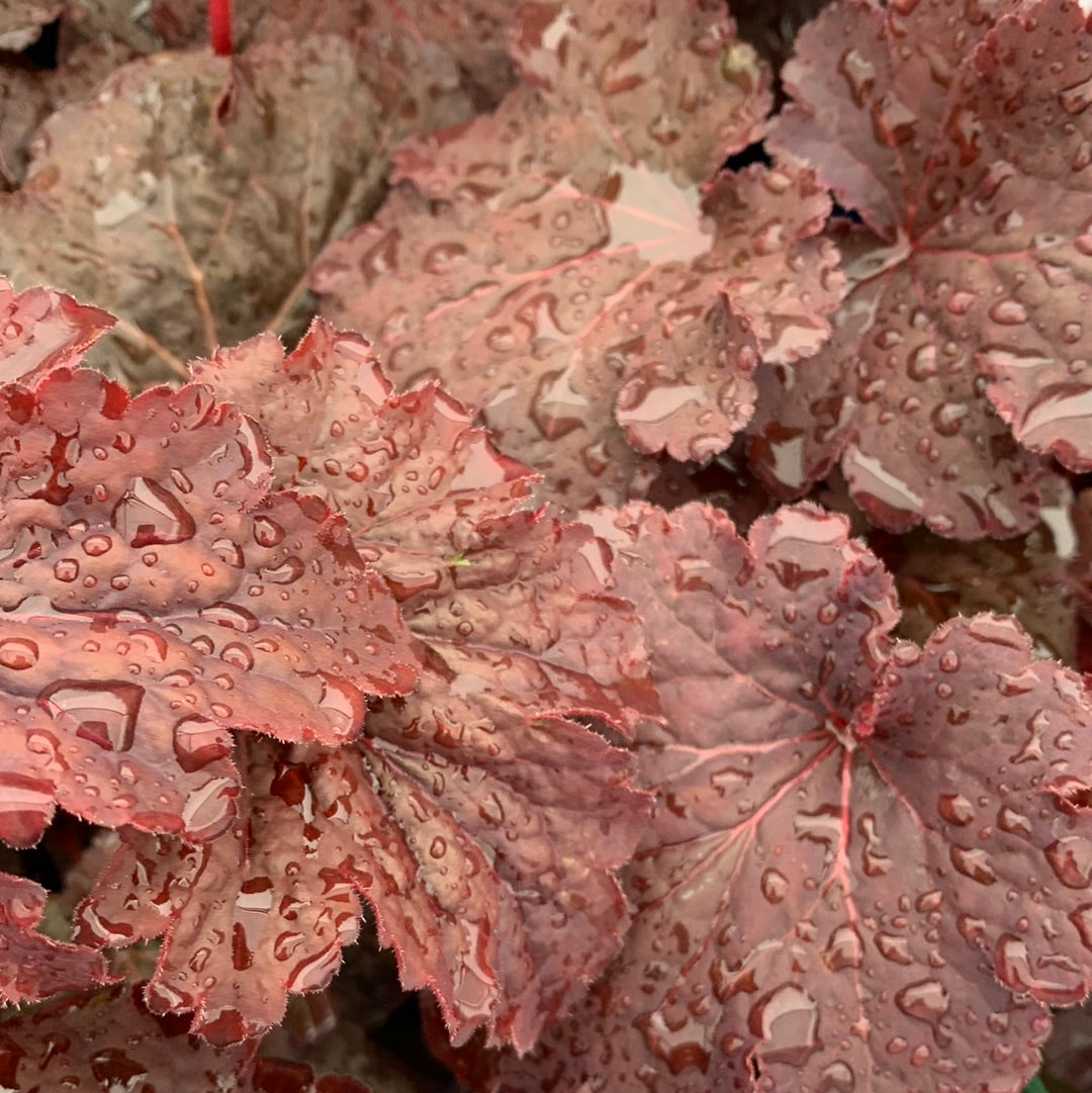 Cajun Fire Coral Bells – Holland Park Garden Gallery