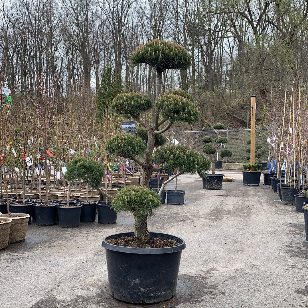 Topiary Scotch Pine Holland Park Garden Gallery