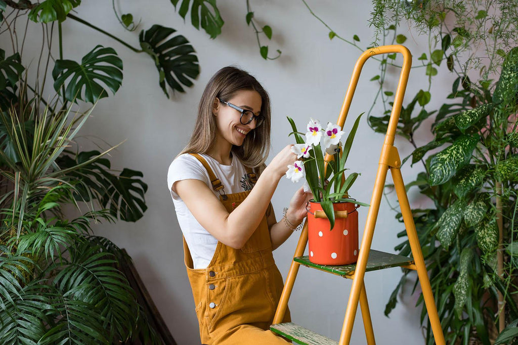 7 Easy to Care for Houseplants