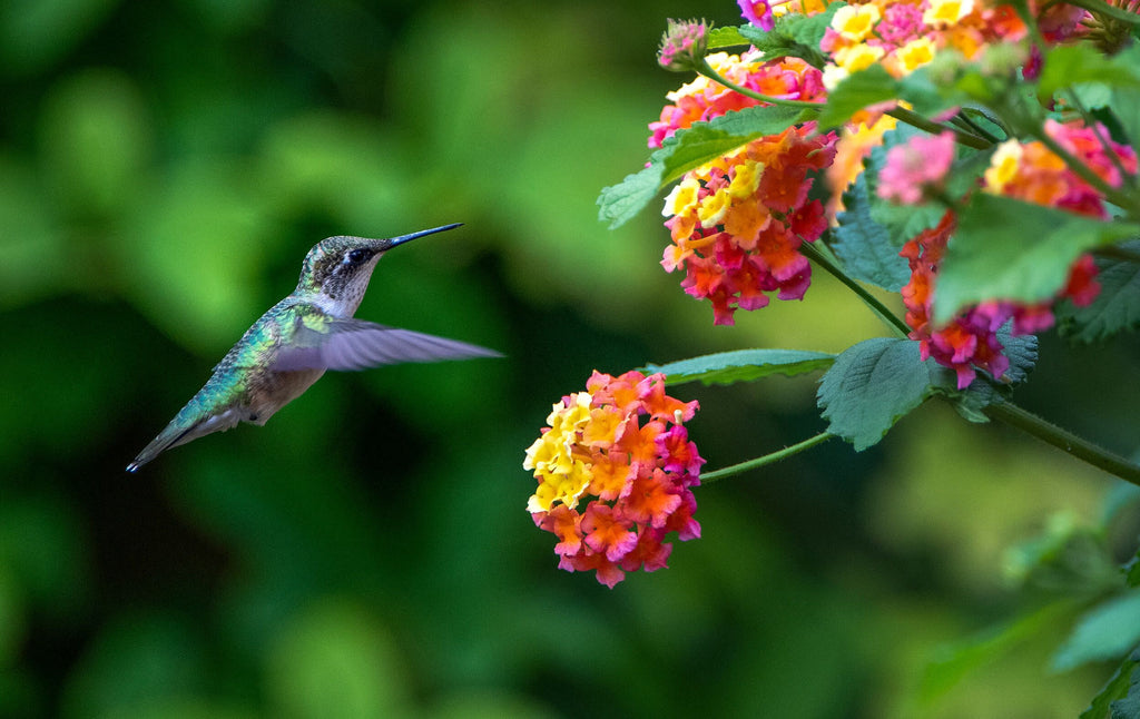 Attracting Humming Birds To Your Garden