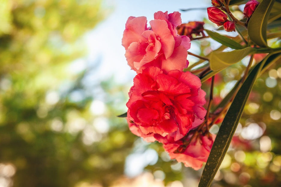 Types of Roses & Pruning