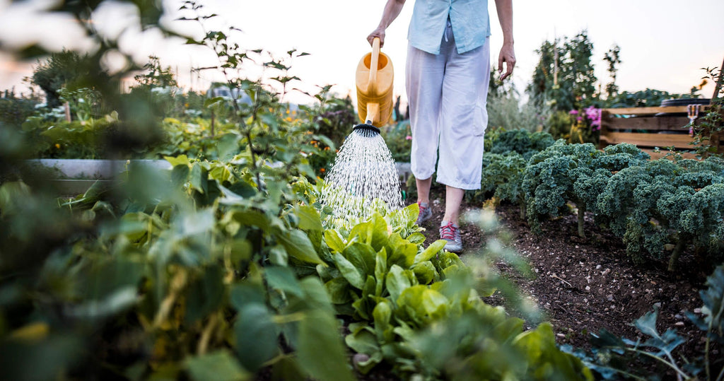 How To Keep Your Garden Hydrated