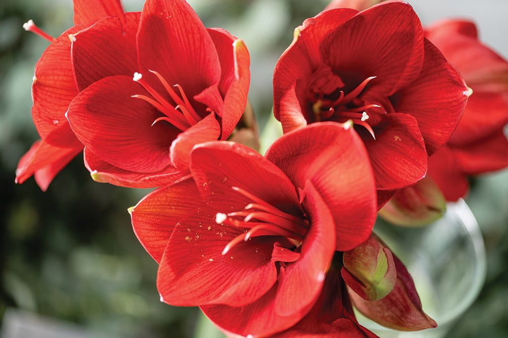 How To Plant An Indoor Amaryllis Bulb