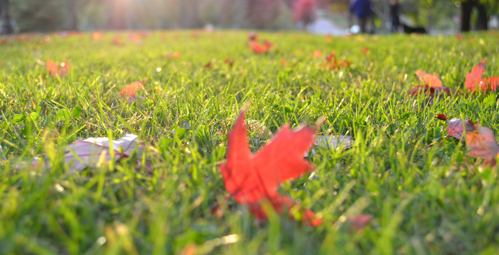 Simple Steps For A Gorgeous Spring Lawn
