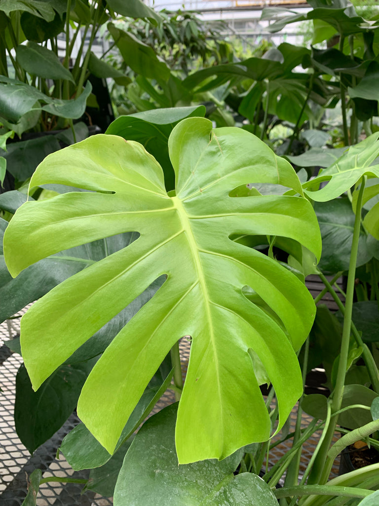 Tropicals