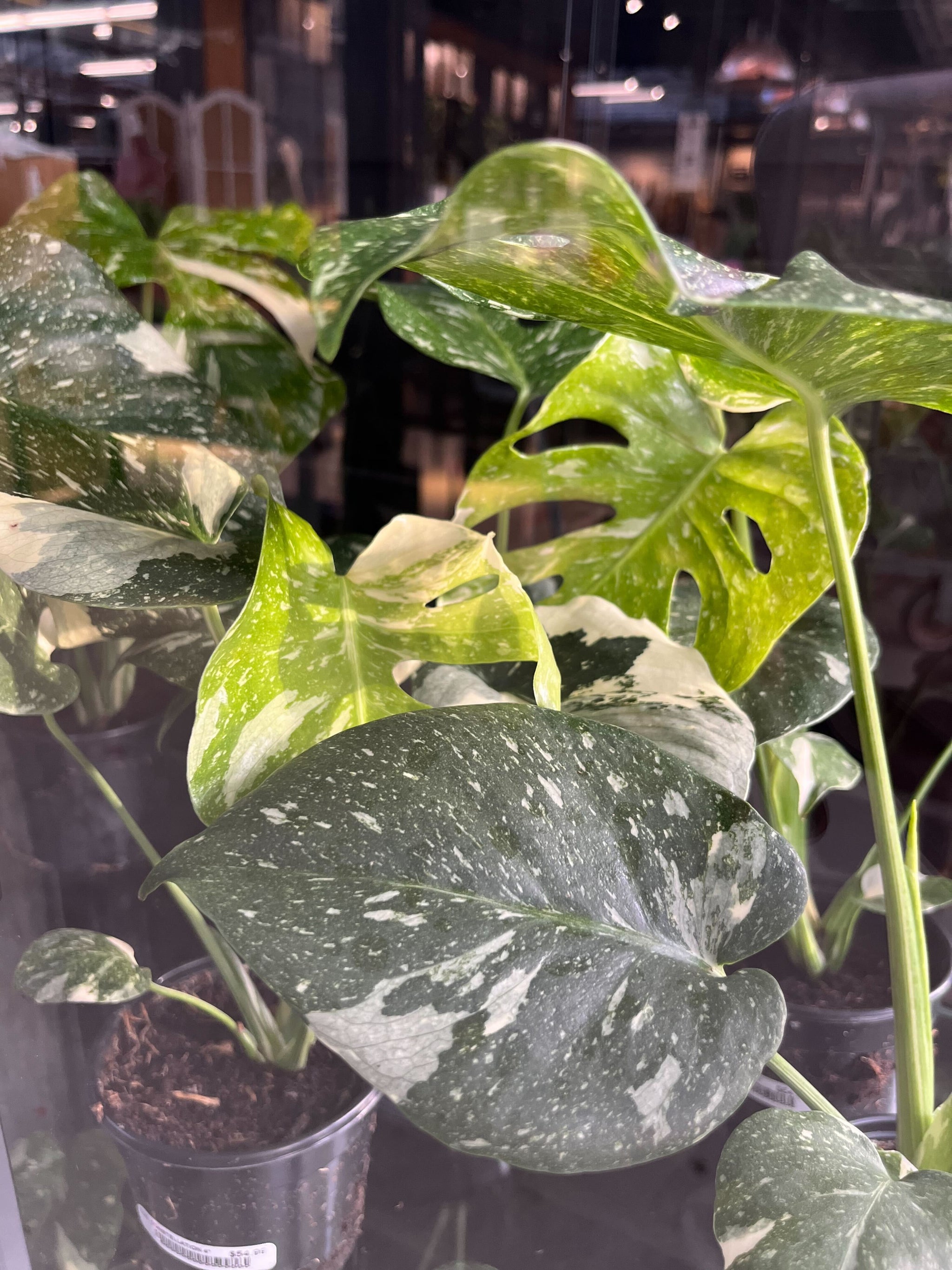 Rare Tropicals  Holland Park Garden Living