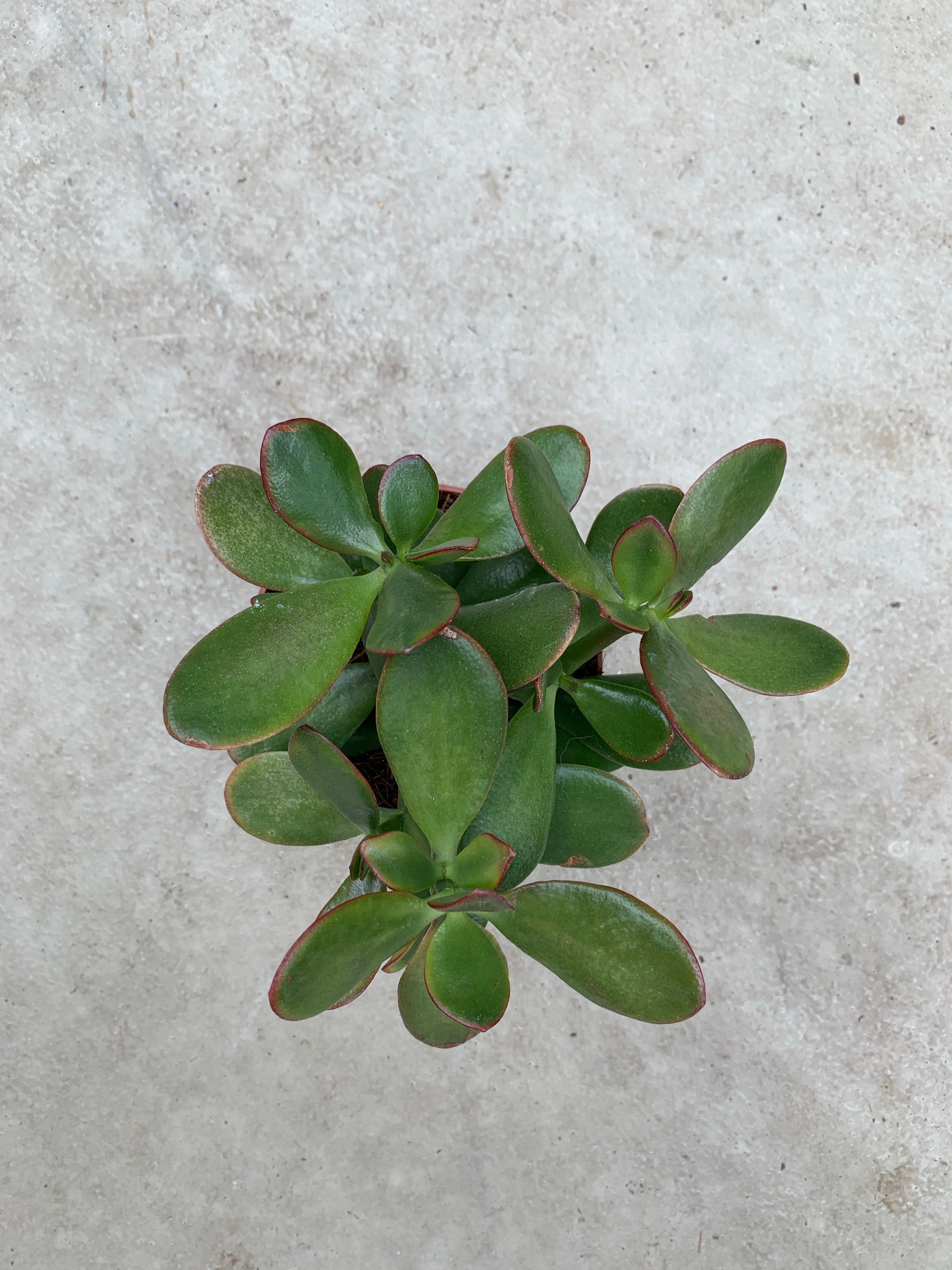 succulents netherlands Succulents – Holland Park Garden Living