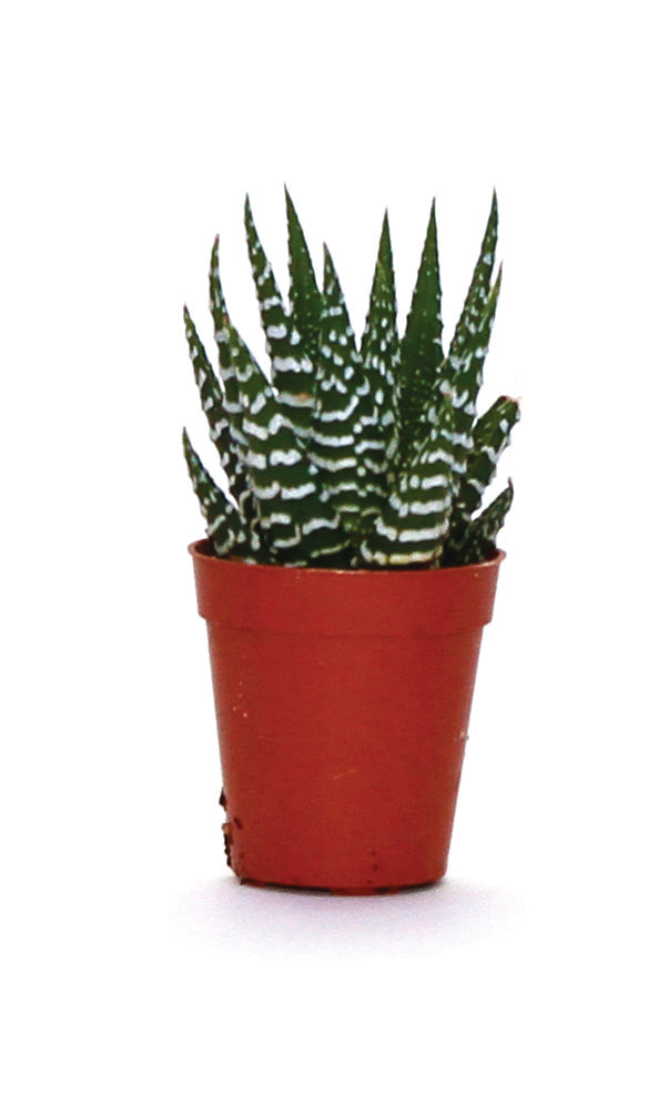 succulents netherlands Succulents – Holland Park Garden Living